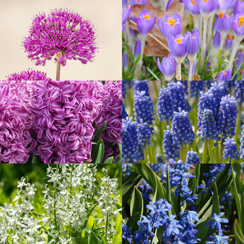 Bulb collection "Beetastic"