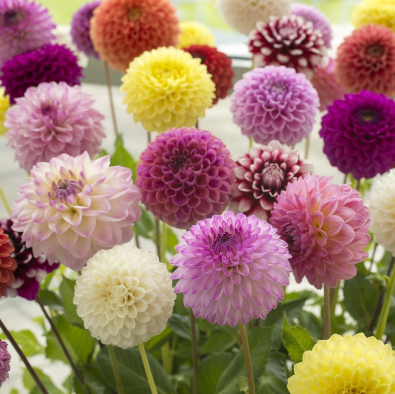 Dahlia Pompon Mix 19015 dahlia-pompon-mix-19015