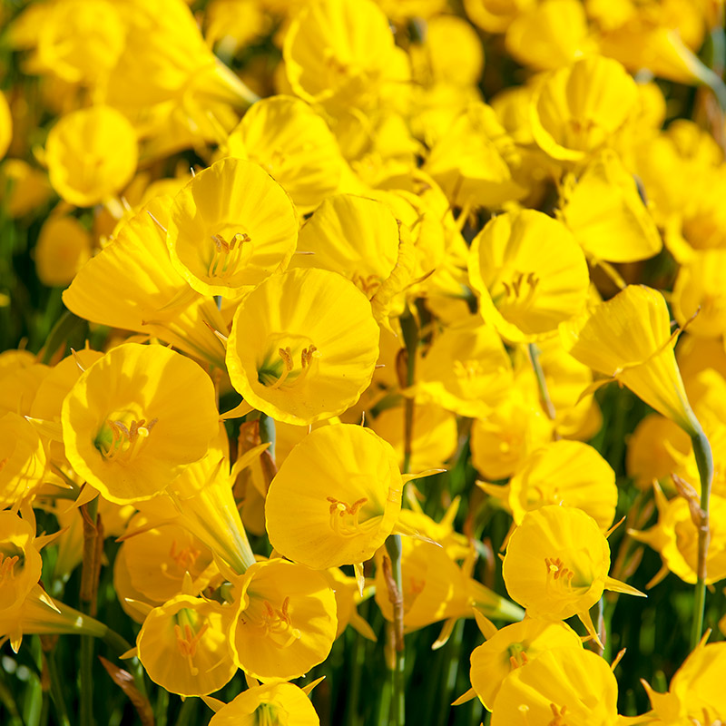 Daffodil Golden Bells