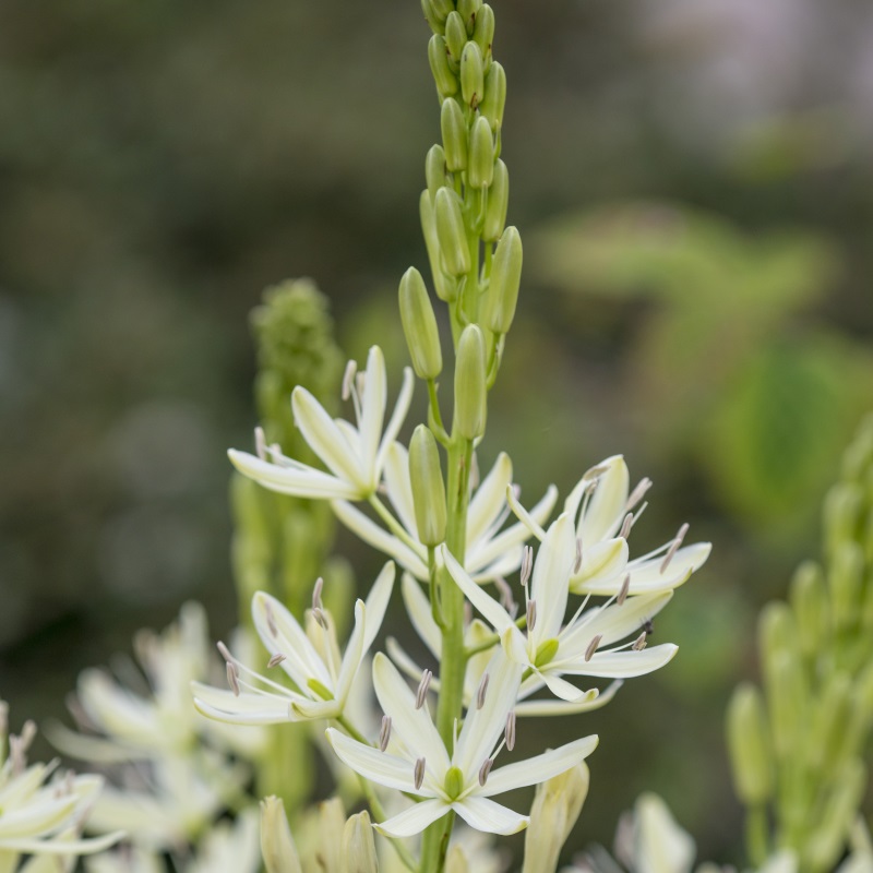 camassia_leichtlinii_alba_dsc3482 Camassia leichtlinii Alba