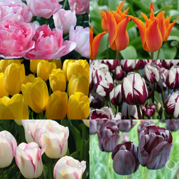 Cut Flower Tulip Bulb Collection "Tulip Varieties"