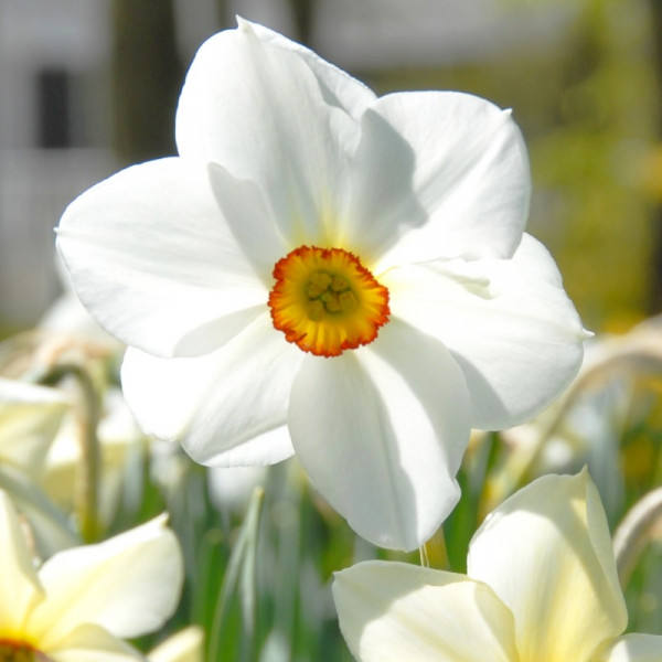 Daffodil Actaea