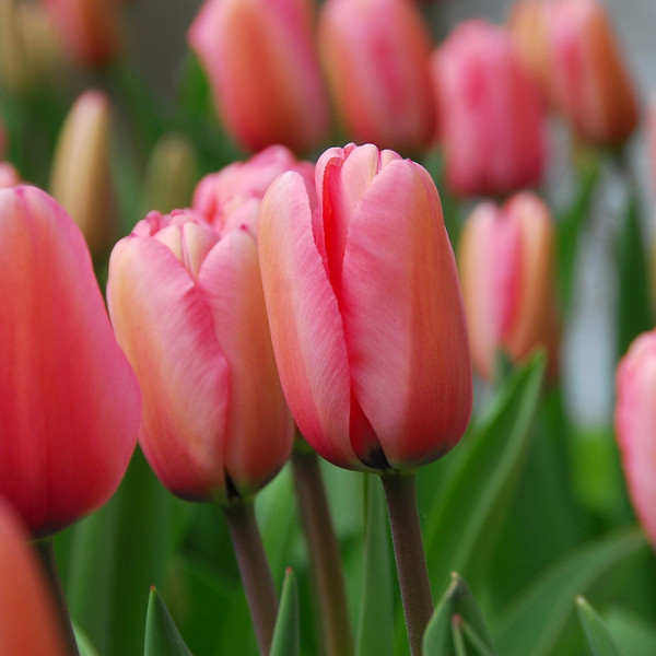 XL-Pack Tulip Pink Impression®