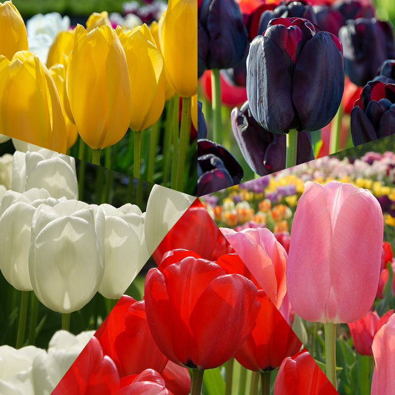 satire Kalmte Lima Tulip Bulb Collection "Monet" | Tulips | QFB Gardening