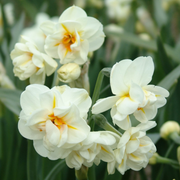 Daffodil Sir Winston Churchill