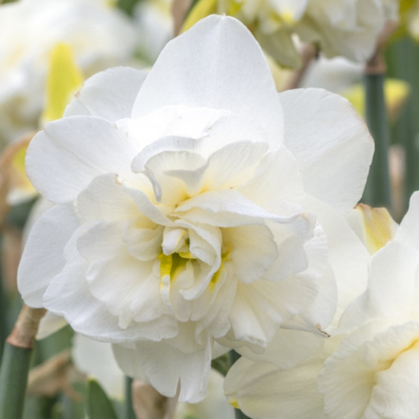 Daffodil Obdam