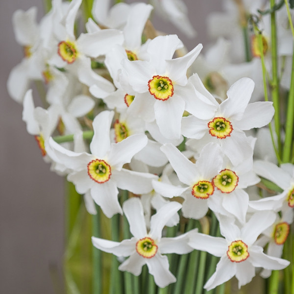 Daffodil Recurvus