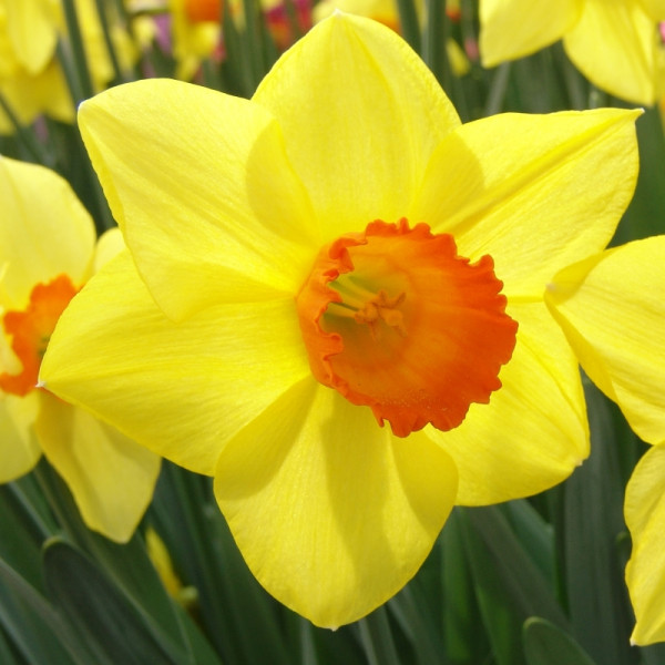 Daffodil Brackenhurst