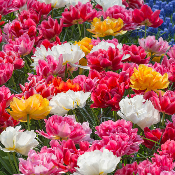 Spring Bulb Collection "Murillo Tulips"