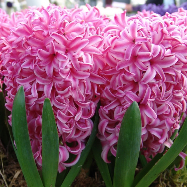 Hyacinth Pink Pearl