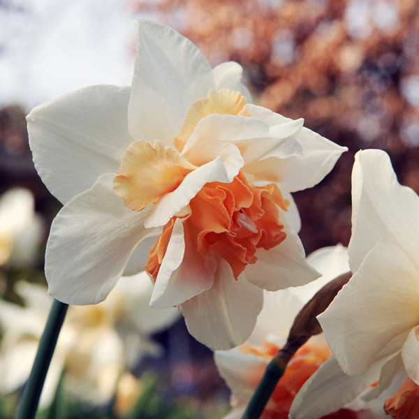 Daffodil Replete