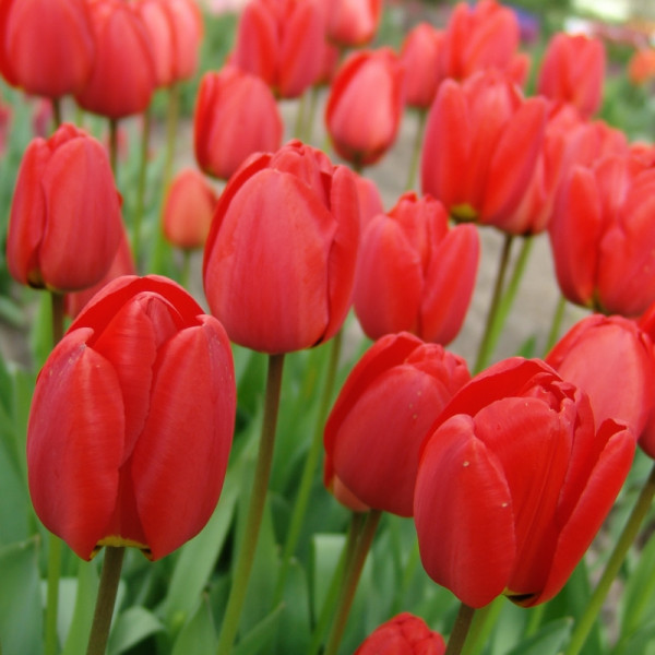 Tulip Parade