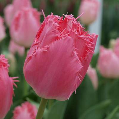 Tulipa Elsenburg | Tulips | QFB Gardening