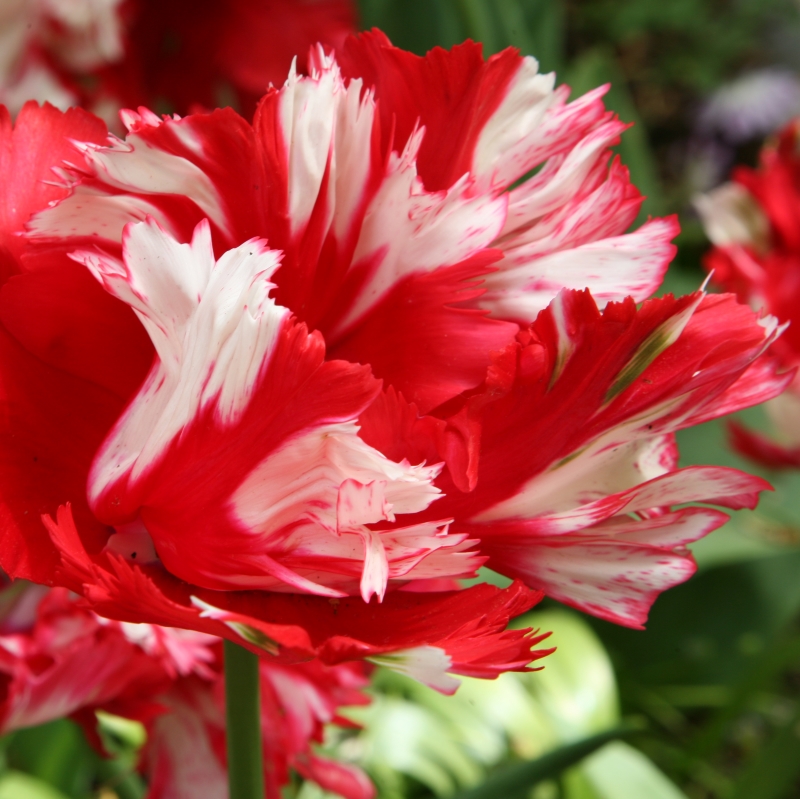Tulip Estella Rijnveld | Tulips | QFB Gardening