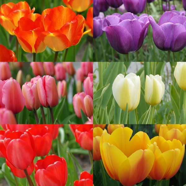 Cut Flower Tulip Bulb Collection "Happy Spring"