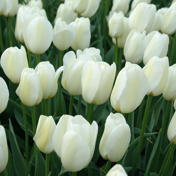 XL-Pack Tulip Pays Bas®