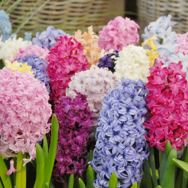 Hyacinth Bulb Collection "Bee friendly"