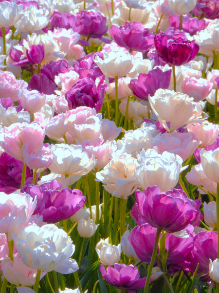 Tulip Bulb Collection "May Romance"