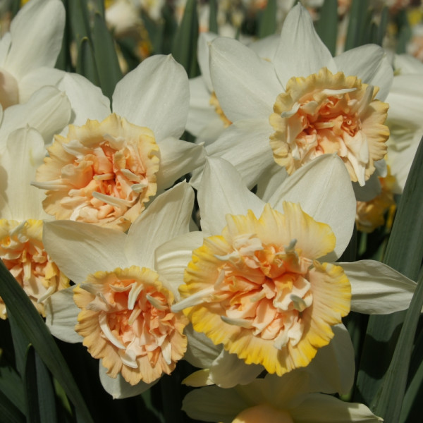 Daffodil Petit Four