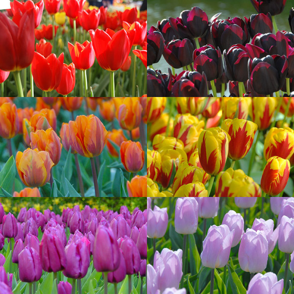 Tulip Bulb Collection "Royal"