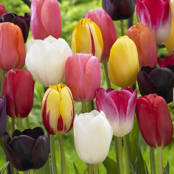 Late flowering tulip mix