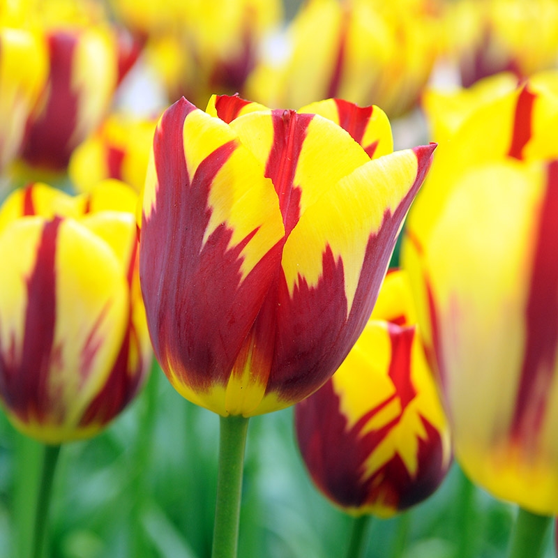 Tulp Holland Queen® | Tulips | QFB Gardening