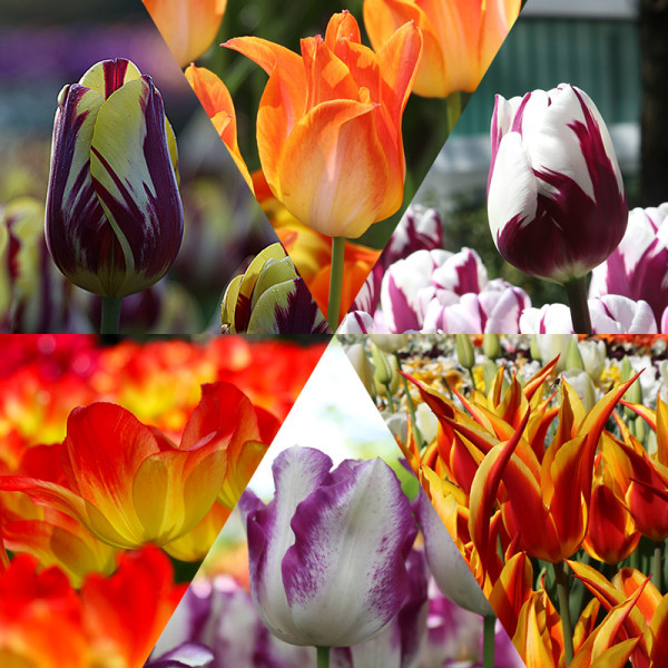 Rob's Tulip Bulb Collection