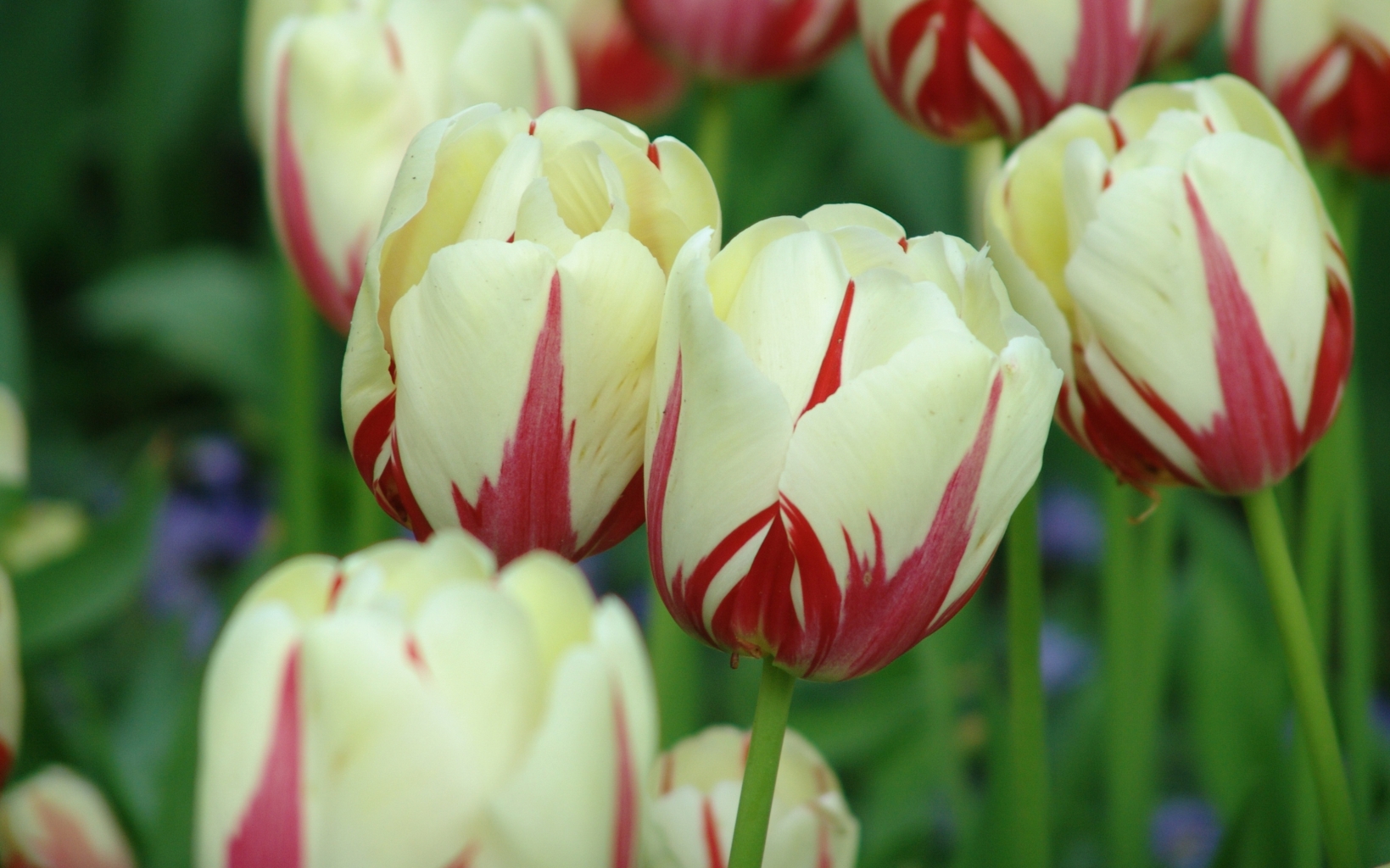 Tulip World Expression | Tulips | QFB Gardening