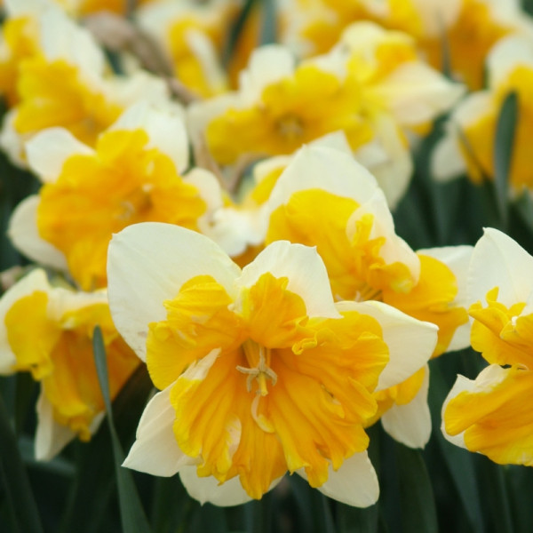 Daffodil Orangery