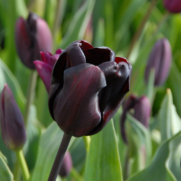 XL-Pack Tulip Continental