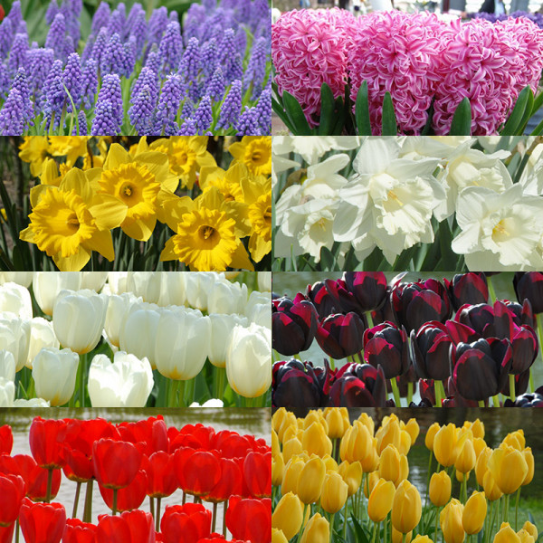 Spring bulb Collection "Spring Symphony"