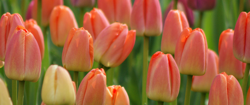 afbreken Gorgelen val Buy Tulip Bulbs? | Order your top-quality Tulip bulbs here! | QFB Gardening