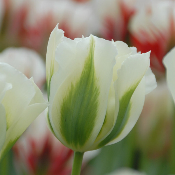 XL-Pack Tulip Spring Green