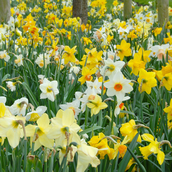 Daffodil Bulb Collection "Grower's Pride"