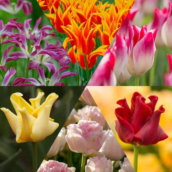 Tony's Tulip Bulb Collection "Let's Dance"