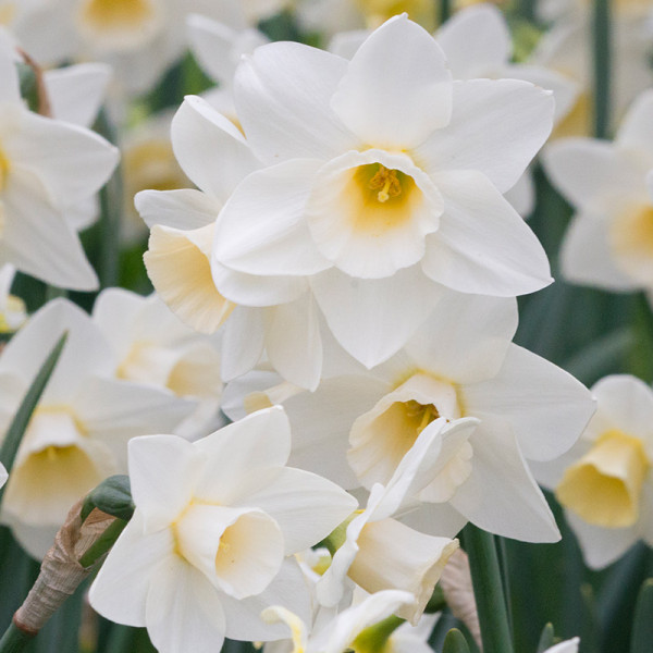 Narcis Silver Smiles