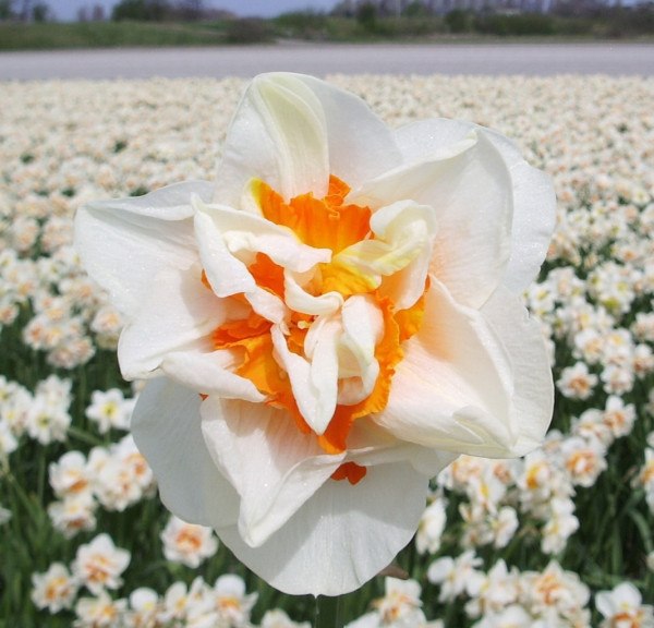 Narcissus Flower Parade