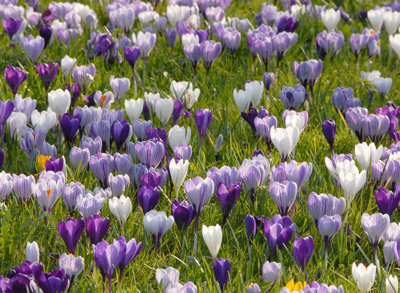 How to plant crocuses?