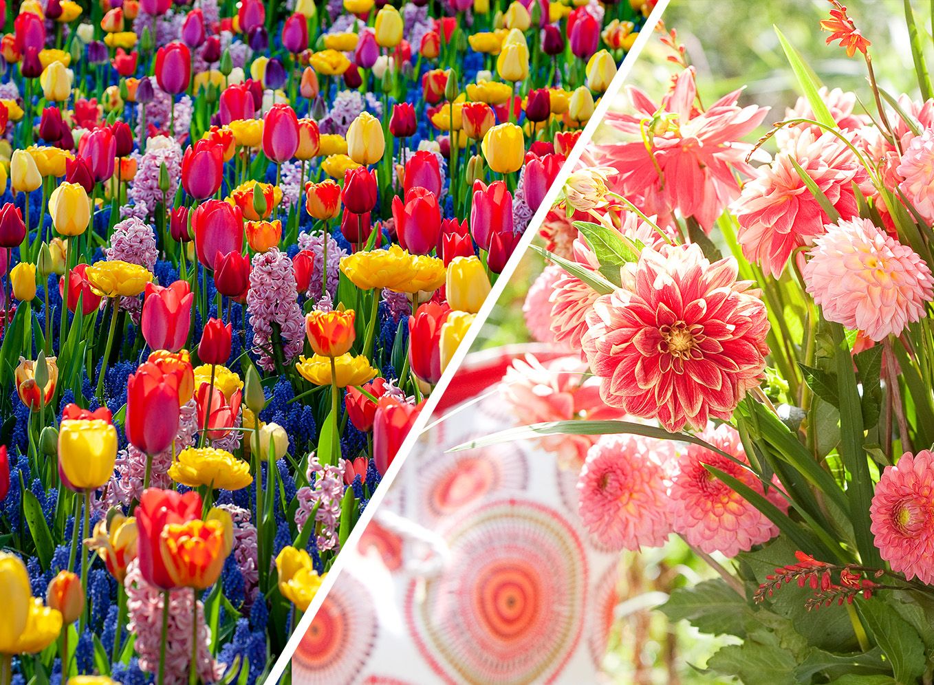 What is the difference between Spring and Summer flowering bulbs?