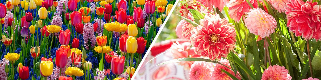 What is the difference between Spring and Summer flowering bulbs?