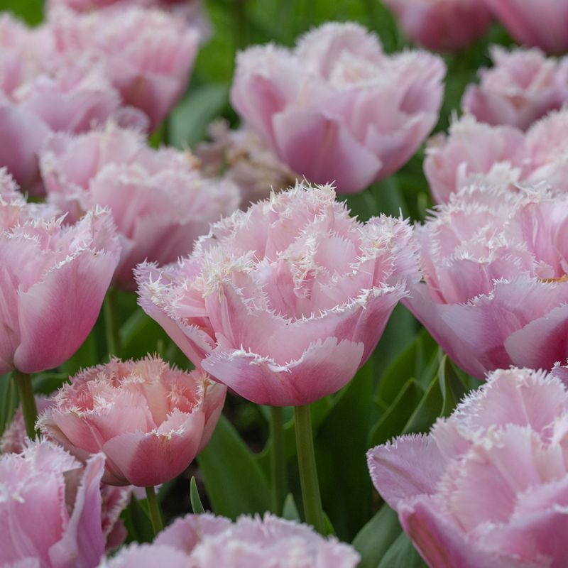 Tulipa Pink Magic | 2081